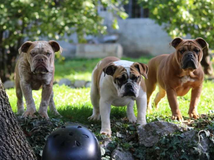 3 chiots Bulldog Anglais disponibles à la vente (non LOF)