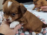 Disponibles à la réservation 5 chiots Chihuahua non LOF