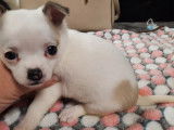 Disponibles à la réservation 5 chiots Chihuahua non LOF