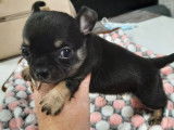 Disponibles à la réservation 5 chiots Chihuahua non LOF