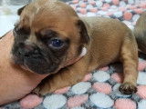 5 chiots Bouledogue Français non LOF disponibles à la réservation
