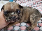 5 chiots Bouledogue Français non LOF disponibles à la réservation
