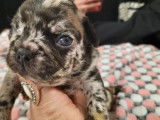 5 chiots Bouledogue Français non LOF disponibles à la réservation