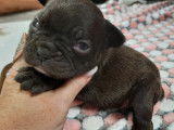 5 chiots Bouledogue Français non LOF disponibles à la réservation