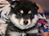 Un chiot femelle Pomsky F1 noir et feu non LOF à acheter