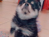 Un chiot femelle Pomsky F1 noir et feu non LOF à acheter