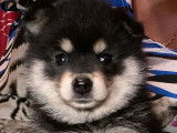 Un chiot femelle Pomsky F1 noir et feu non LOF à acheter