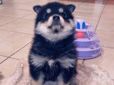 Un chiot femelle Pomsky F1 noir et feu non LOF à acheter