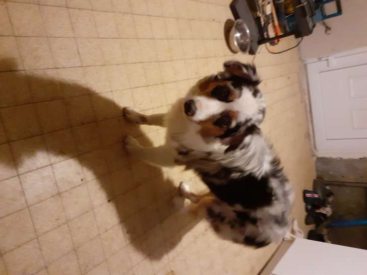 Chiot Berger Australien femelle à vendre
