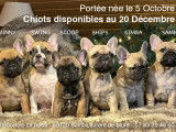 Bouledogues Français LOF disponibles dès le 20 décembre
