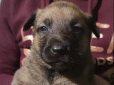 8 Chiots Berger Belge Malinois non LOF avec pelage fauve et noir à réserver