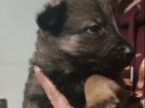 8 Chiots Berger Belge Malinois non LOF avec pelage fauve et noir à réserver