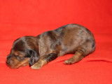 4 Chiots Teckel à poil ras à réserver (non LOF) arlequin ou fauve