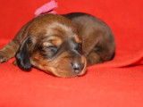 4 Chiots Teckel à poil ras à réserver (non LOF) arlequin ou fauve