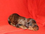 4 Chiots Teckel à poil ras à réserver (non LOF) arlequin ou fauve