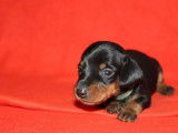 Réservation pour 3 chiots mâles Teckel Nain noir feu à poil ras non LOF