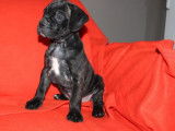 &Agrave; r&eacute;server 7 chiots Cane Corso LOF noir bring&eacute;s ou fauves d'octobre 2021