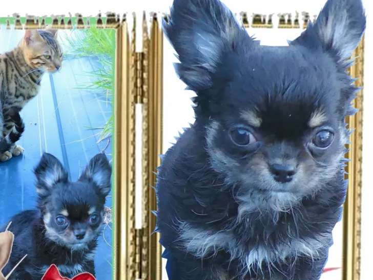 Un chiot femelle Chihuahua noir et tan bringé LOF à vendre