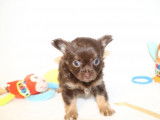 Chiots Chihuahua LOF &agrave; r&eacute;server
