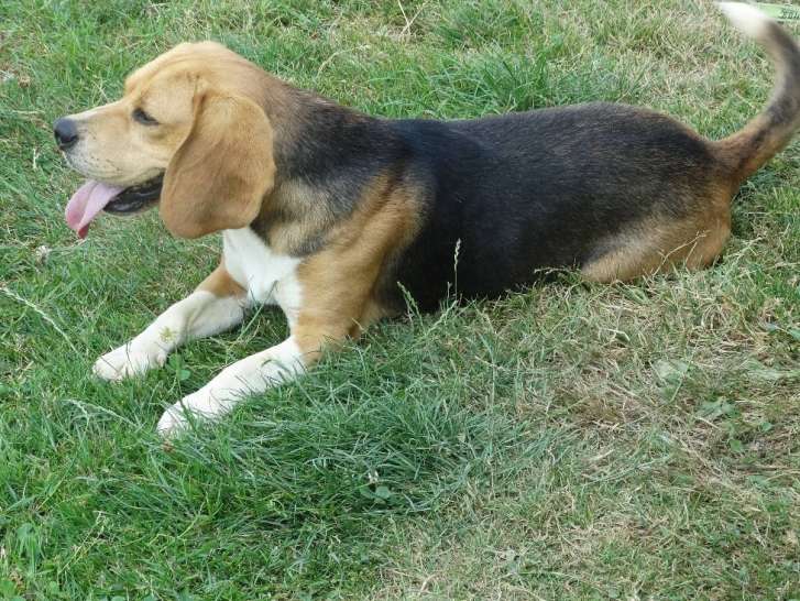 Etalon Beagle LOF tricolore disponible pour saillie