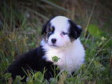 Chiots Berger Australien LOF à vendre