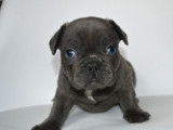 4 chiots Bouledogue Français au pelage bleu à réserver (non LOF)