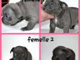 4 chiots Bouledogue Français au pelage bleu à réserver (non LOF)