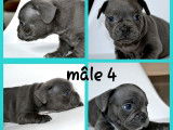 4 chiots Bouledogue Français au pelage bleu à réserver (non LOF)