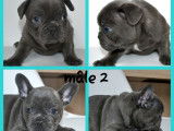 3 chiots Bouledogue Fran&ccedil;ais au pelage bleu (non LOF) &agrave; r&eacute;server