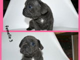 3 chiots Bouledogue Fran&ccedil;ais au pelage bleu (non LOF) &agrave; r&eacute;server