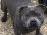 Un chien m&acirc;le Staffordshire Bull Terrier noir disponible pour saillie (LOF)