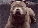Un chien m&acirc;le Staffordshire Bull Terrier noir disponible pour saillie (LOF)