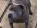 Un chien m&acirc;le Staffordshire Bull Terrier noir disponible pour saillie (LOF)
