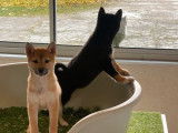 Chiots Shiba Inu de 3 mois mis en vente (non LOF)