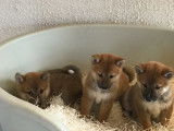 Chiots Shiba Inu de 3 mois mis en vente (non LOF)