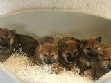Chiots Shiba Inu de 3 mois mis en vente (non LOF)
