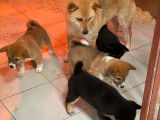 Chiots Shiba Inu de 3 mois mis en vente (non LOF)
