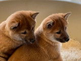 Chiots Shiba Inu de 3 mois mis en vente (non LOF)