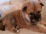 En r&eacute;servation : chiots m&acirc;les Shiba Inu au pelage roux  (non LOF)