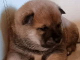 En r&eacute;servation : chiots m&acirc;les Shiba Inu au pelage roux  (non LOF)