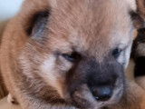 En r&eacute;servation : chiots m&acirc;les Shiba Inu au pelage roux  (non LOF)