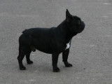 Etalon Bouledogue Français LOF disponible pour saillie
