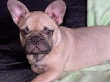 1 chiot mâle Bouledogue Français choco fawn d’août 2021 non LOF, à vendre