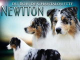Etalon Berger Australien bleu merle LOF disponible pour saillie