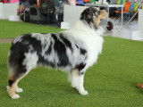 Etalon Berger Australien bleu merle LOF disponible pour saillie