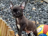 Chiot Chihuahua LOF