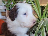Chiots Bearded Collie LOF à vendre