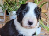 Chiots Bearded Collie LOF à vendre