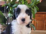 Femelles Bearded Collie LOF &agrave; vendre