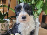 Femelles Bearded Collie LOF &agrave; vendre